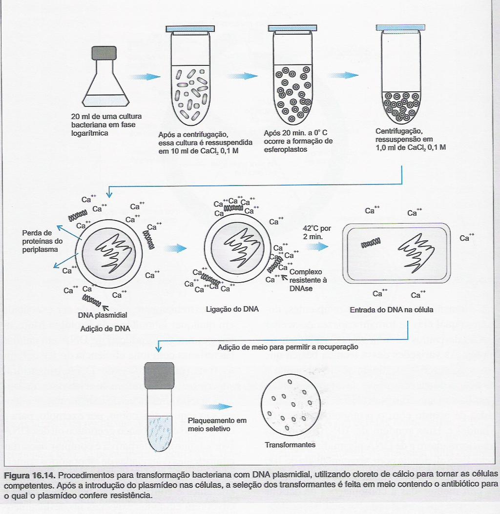 Preparo de Células Competentes Transformação Bacteriana Marcadores de seleção