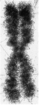 DNA Ribossomos Flagelo Célula é a unidade da vida Envelope Nuclear