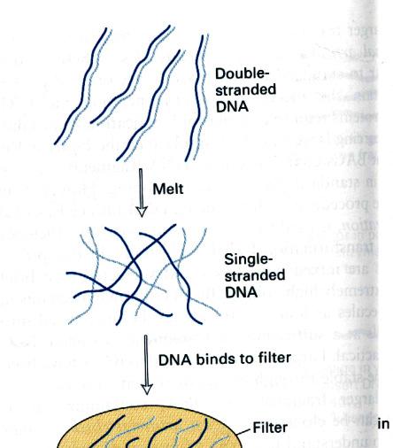 Exercício 2 Um fragmento linear de DNA é clivado individualmente com as enzimas de restrição HindIII e SmaI e depois com uma combinação das