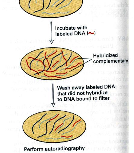 0kb Assim, apresente o mapa de restrição HIBRIDIZAÇÃ Processo pelo qual fitas simples de DNA com seqüências de bases complementares