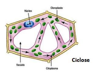 Biologia Membranas Biológicas Prof. Enrico Blota Chama-se ciclose o movimento interno sofrido pelas células, com participação especial do citoesqueleto.