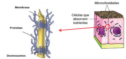 Encontradas nas células do duodeno (primeira porção do intestino delgado).