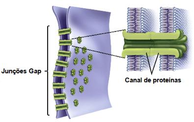 Zonas de adesão: são zonas onde as células vizinhas estão firmemente unidas por uma substância intercelular adesiva, mas suas membranas plasmáticas não chegam a se tocar.
