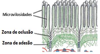 As macromoléculas só podem penetrar passando pelo interior das células, o que possibilita o controle do que entra nas diferentes estruturas revestidas por epitélios.