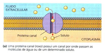 Biologia Membranas Biológicas Prof.