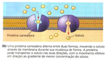 intracelular para o extracelular e vice-versa. Assim, temos os seguintes transportes através da membrana: Transporte passivo Não há gasto energético.
