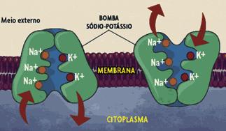 Biologia Membranas Biológicas Prof. Enrico Blota Endocitoses É a incorporação de macromoléculas pela célula.