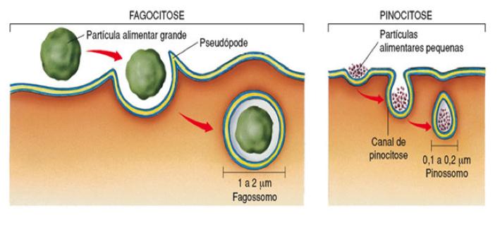pseudópodos). Há formação de uma vesícula contendo as partículas (fagossomo ou pinossomo) que poderá se fundir com o lisossomo da célula para uma futura degradação.