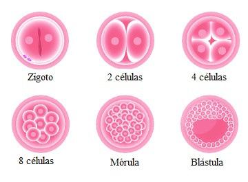 RESUMO Após a fecundação, tem-se o desenvolvimento embrionário, ou embriogênese. Neste processo, ocorrem inúmeras divisões celulares por mitose, que originam outras células.