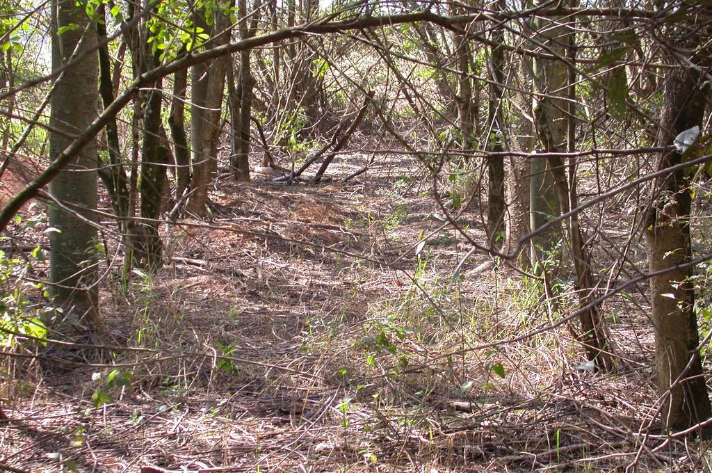 10 ANOS FLORESTA ESTACIONAL SEMIDECIDUAL EM RESTAURAÇÃO