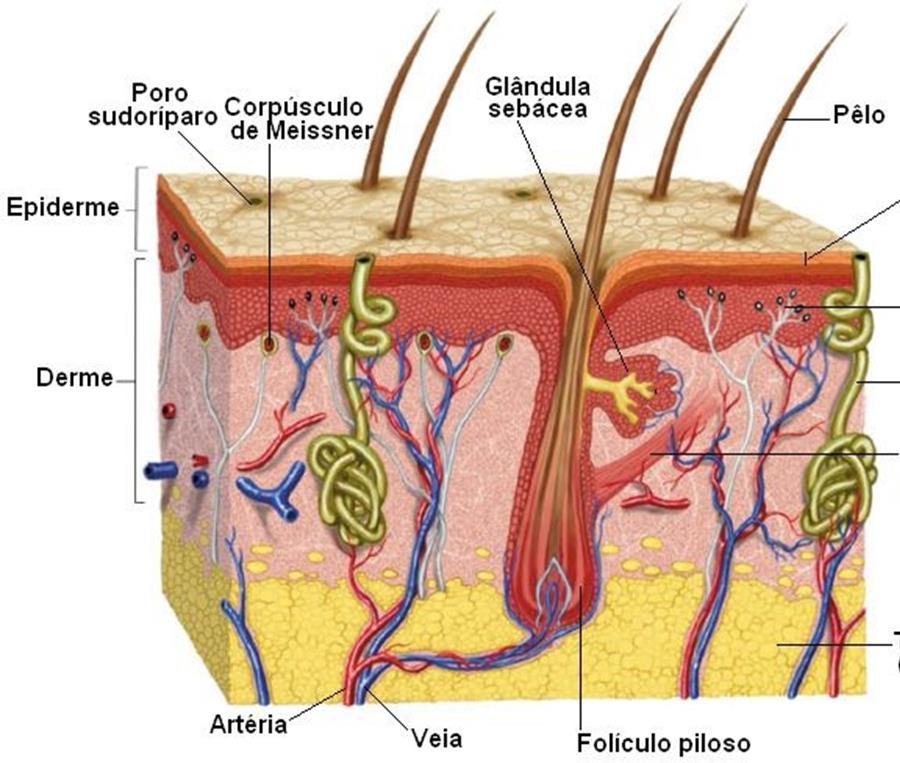 1.2 Tecido epitelial glandular Células ricas em complexo golgiense, secretoras de substâncias;