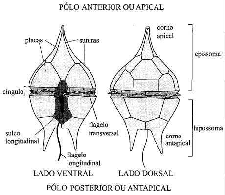 Protistas Dinoflagelados