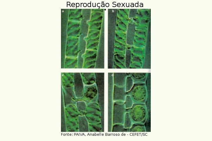 Protistas Reprodução em algas pardas,