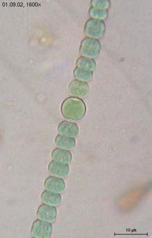 Cianobactérias Dentro do Domínio Bacteria. Único grupo de procarionte que realiza fotossíntese com produção de O2.