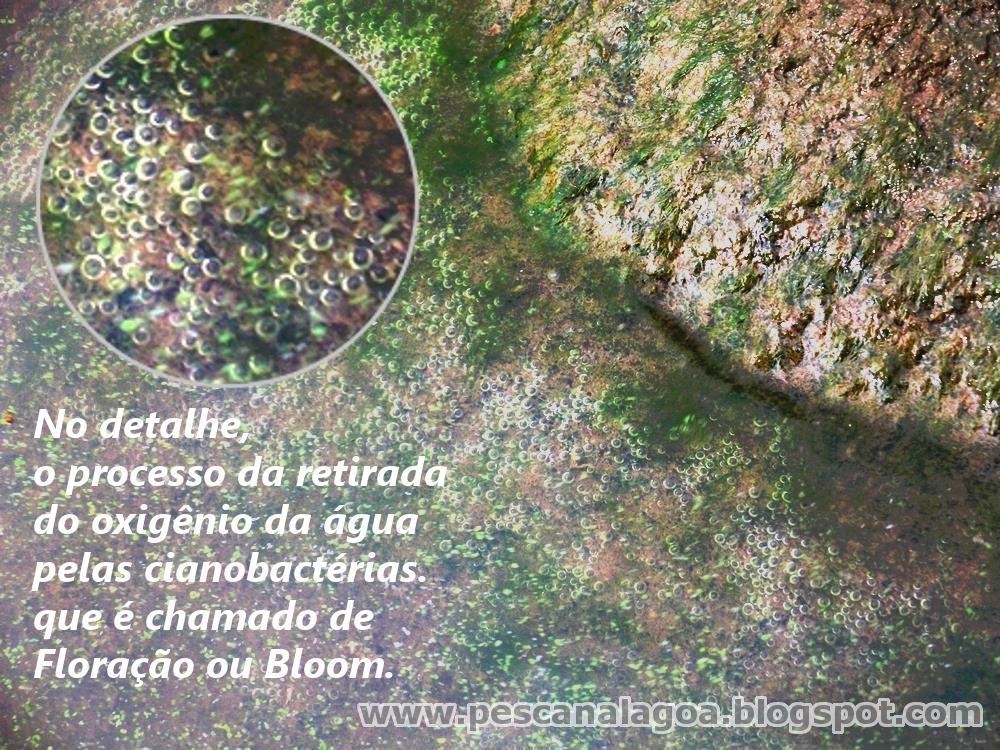 Florações