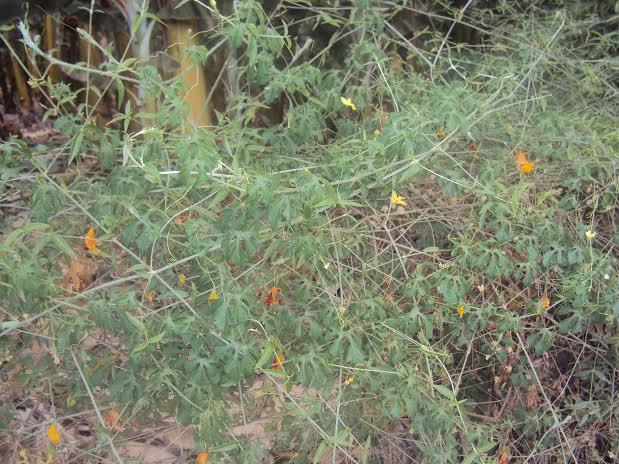 Figura 2: Momordica charantia L. 2.7.2 Calotropis procera (Aiton) Dryand. A Calotropis procera é um arbusto da família Asclepiadaceae e ocorre naturalmente na África e na Ásia (Brandes 2005).