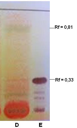 Figura 3: Cromatografia em camada delgada para identificação de alcalóide. A, EB da folha de C. procera; B, padrão boldina.