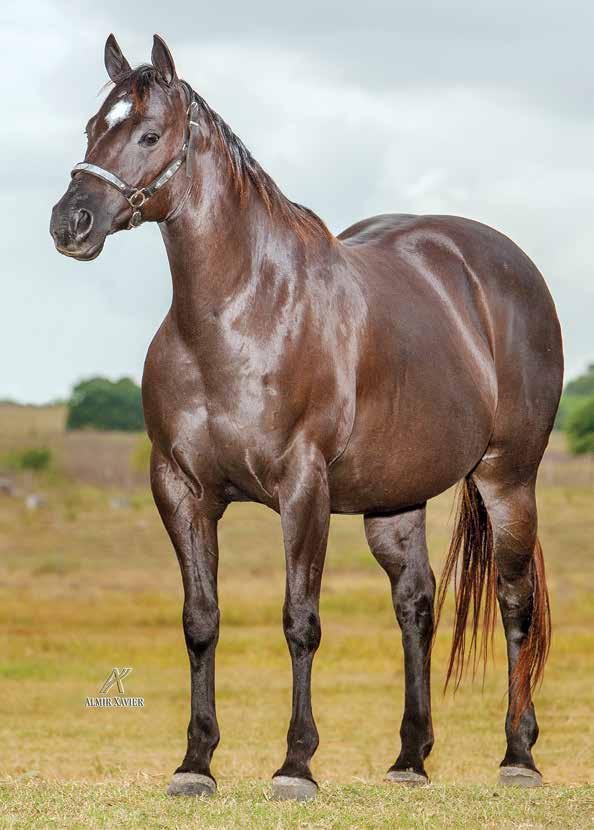 Lote 14 chica bella apf F - 22/11/99 - Z Vendedor: haras da felicidade EL POCO ZORRO APF MIGHTY STARS DOOR TONTO SKR ENCANTADA FB MIGHTY DOOR PALOMA VL EL ZORRERO BAR S RAINY STAR SAN FOX JAY TIMENA