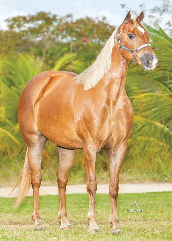 Lote 24 turquesa eternal F - 07/09/99 - A Vendedor: haras M DIAS SHADY STEEL SLN TEQUILA POWER MV ETERNALY FRED EBB TIDE BAR ETERNAL POWER SLN WELL TREE ETERNAL STEEL FRED S KITTEN SILVER APOLO BAR