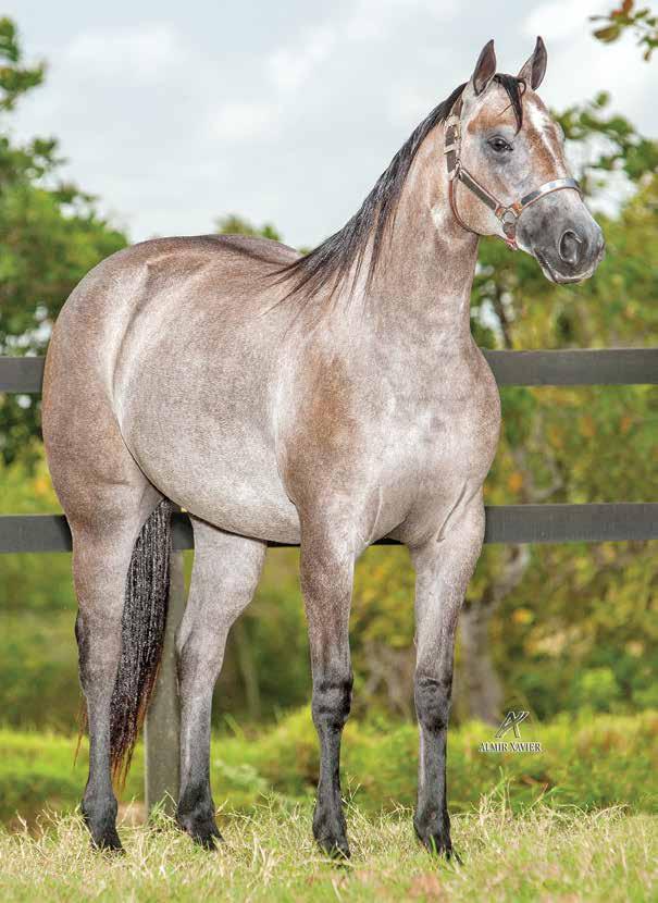 Lote 25 Dear winner nas F - 24/07/12 - t Vendedor: haras paraíso CLIFF PAR JACANA SERINA PAR IAC SILVER PAR JACANA YASMIN JAY JMG SILVER PAR JACANA PEPITA QUEEN IAC JACK S PAR THREE OFERTA SKR