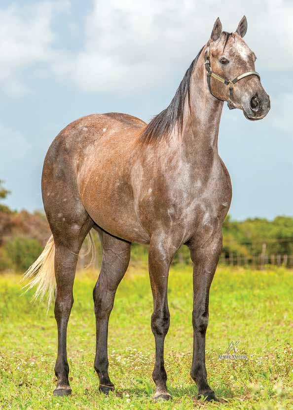 Lote 30 andalay ease star F - 31/10/11 - T Vendedor: haras santa cecília ANDALAY GET GAMBLING STAR RUNAWAY WINNER SEE ME DO IT HOLLAND EASE MOONSY BEDUINO MISS FAST CHIC ON A HIGH RITA SEIS FIRST