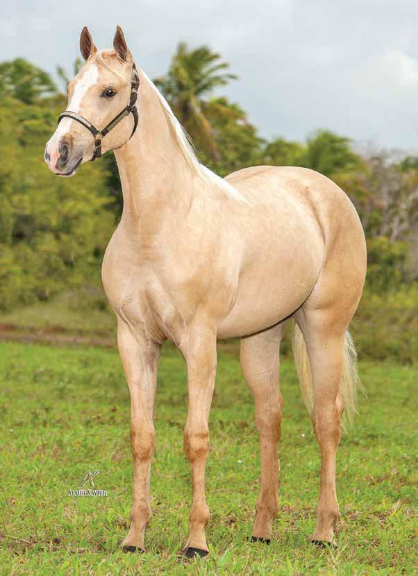 Lote 31 golden steel bcc m - 11/02/13 - BA Vendedor: santa cecília BISCUY STELL ND SABATA ZORRERO SHADY STEEL SLN MISS LIT CRASHE DOC S SUGAR BARS FNS CRISTAL ZORRERO ETERNALY FRED EBB TIDE BAR LET