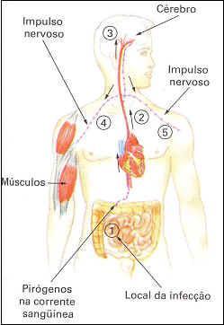 Apesar do mal-estar e desconforto, a febre é um importante fator no combate às infecções, pois além de ser desfavorável para a sobrevivência dos microorganismos invasores, também estimula