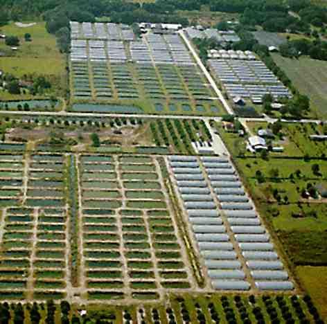AQUICULTURA MUNDIAL FLORIDA - EUA Mais de 200 produtores e