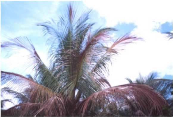 - Coqueiro (Cocos nucifera); - Dendezeiro (Elaeis guineensis); - Palmeira real
