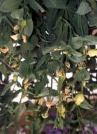 Figura 7 - Queima das folhas jovens e dos botões em formação em lisianto cultivar Balboa Yellow cultivado em hidroponia. Viçosa, 2002.