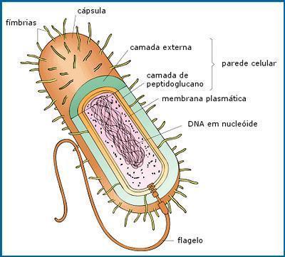 Citologia Bacteriana As bactérias possuem: