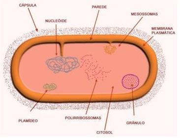 Estruturas essenciais Membrana citoplasmática Parede