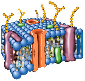 enzimas respiratórias e da parede celular Trocas nutritivas