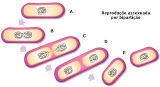 Mesossomos Invaginações múltiplas da membrana citoplasmática que podem ser simples dobras, estruturas tubulares ou