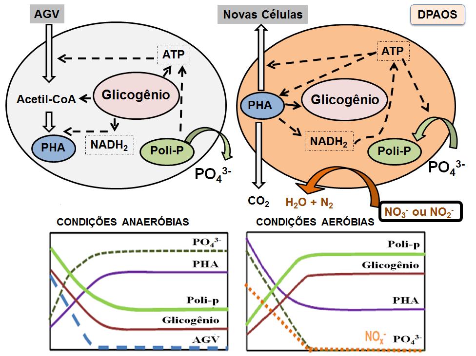 Figura 2.3: Esquema representativo dos processos envolvidos no metabolismo de organismos acumuladores de fósforo que desnitrificam (DPAO) 54 Concentração (mg.