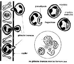 e) difusão Questão 12) Quando uma célula, por motivos diversos, deixa de receber nutrientes por um período longo, é comum observar lisossomos englobando organóides dessa própria célula, formando