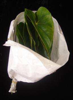 (2002), instruem que as flores dos antúrios devem ser revestidas individualmente em embalagens de polietileno, de modo a evitar danos físicos causados pelo contato entre a espata e a espádice e