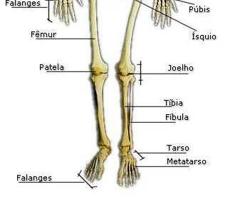 No esqueleto humano, por exemplo, -(da