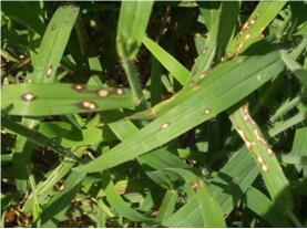 2001), mostrando-se predominante em campos experimentais de milho (OLIVEIRA et al, 2001). Esta gramínea poderia atuar como hospedeiro alternativo de P. ananatis nas lavouras de milho.