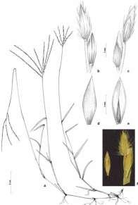 Digitaria bicornis (Lam.) Roem. & Schult.