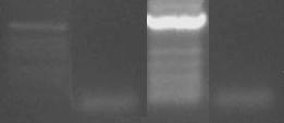 específicos para o CPSMV: (L) Padrão de massa molecular 1kb DNA Ladder, (1) cv.