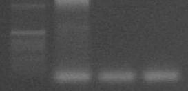 Feijão-caupi sadio; (3) amostra sem DNA