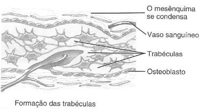 tecido frouxo povoada com células osteogênicas. 2- As células osteogênicas mesenquimais diferenciam-se em osteoblastos. 3- Estes osteoblastos depositam tecido mole osteoide e depois o calcificam.