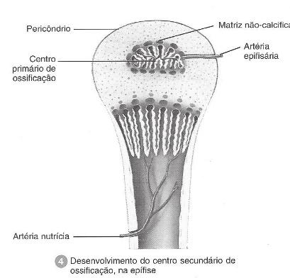 calsificada Periósteo Periósteo Centro primário de ossificação com broto periósteo e cavidade medular Artéria nutrícia 1 Desenvolvimento de um molde cartilaginoso 2 Crescimento de um molde