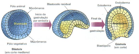 Primeira abertura do tubo digestivo