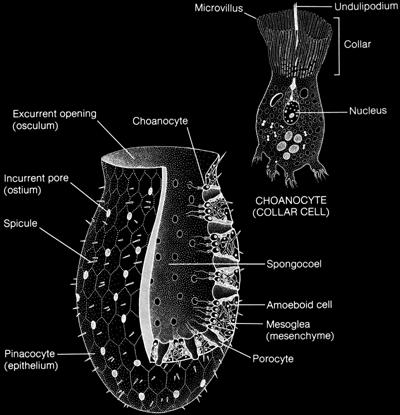 flagelo colarinho ósculo coanócito núcleo Poro inalante Espícula átrio Pinacócito amebócito