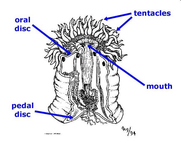 CLASSE ANTHOZOA Disco oral tentáculos farige Diferem dos pólipos hidrozoários: