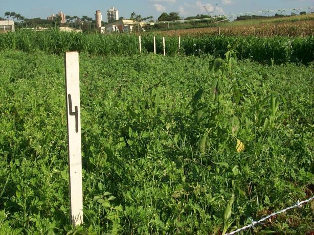 Herbicidas pós-emergentes não seletivos Preparo