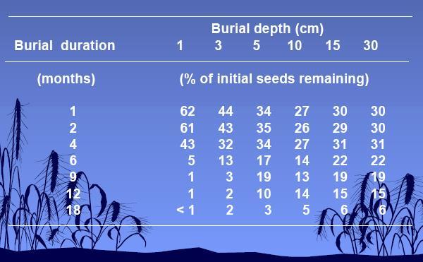 Efeito da profundidade e tempo de enterrio das sementes