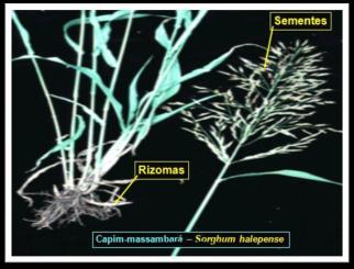 Grama-seda Cynodon dactylon - Rizomas - Estolões